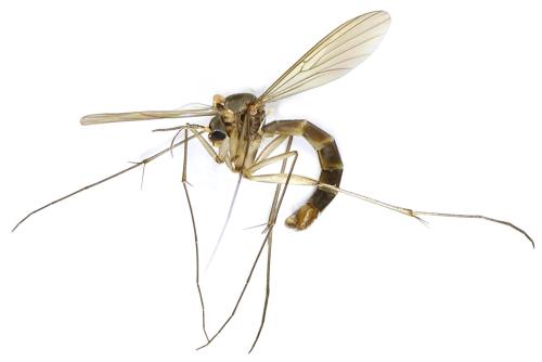Réf. 298 188 : Pseudexechia tuomikoskii
